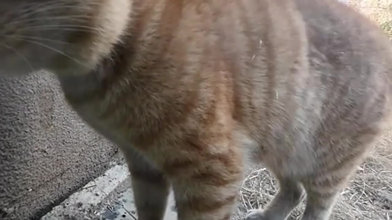 funny cat part 1