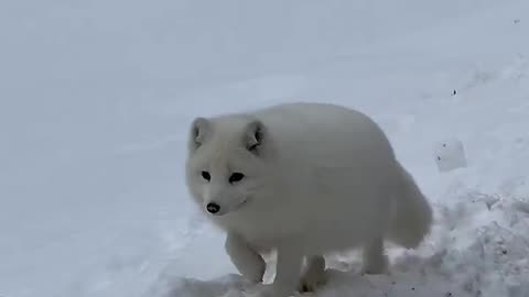 A little ball of fluff, perfectly made for the snow