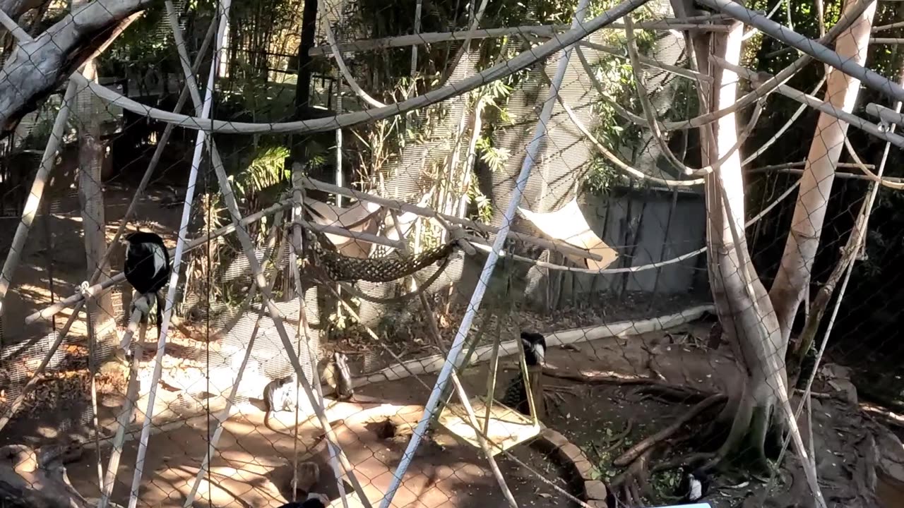 Angolon Colobus Monkeys at the San Diego Zoo