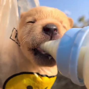 Little Yellow Pup Enjoys Milk in the Countryside