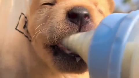 Little Yellow Pup Enjoys Milk in the Countryside