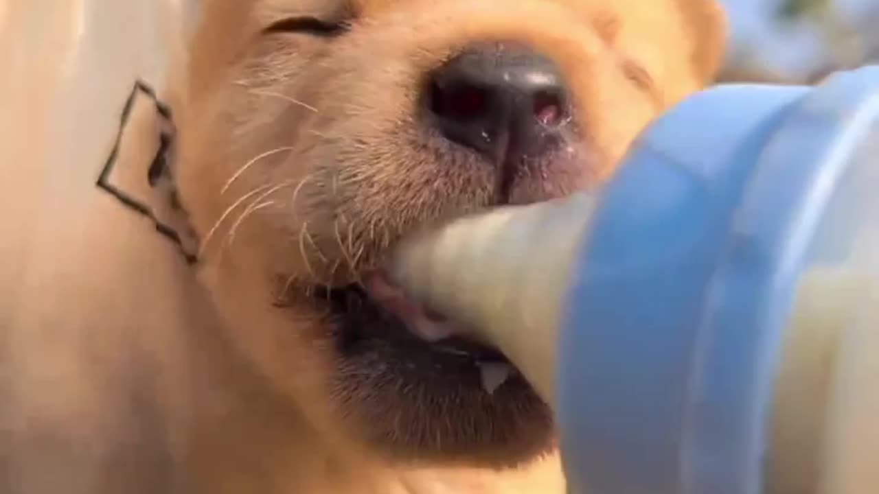 Little Yellow Pup Enjoys Milk in the Countryside