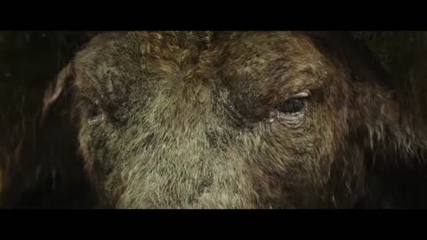 GIANT BUFFALO Scene