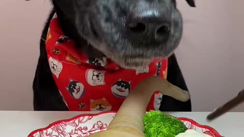 "Dog Enjoying a Delicious Meal!"