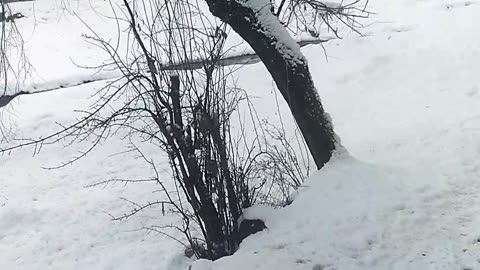 Snow fall of year 2025