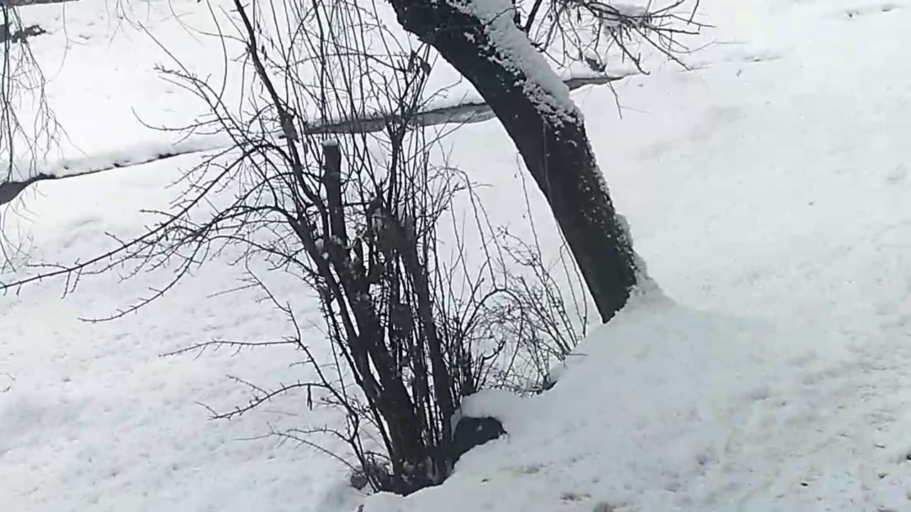 Snow fall of year 2025