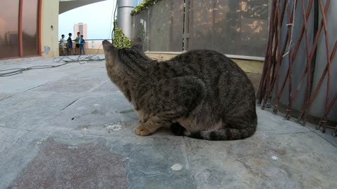 Homeless cats in UAE, Ras Al Khaimah: ED SHEERAN & MICHAEL JACKSON #cats #MichaelJackson #EdSheeran