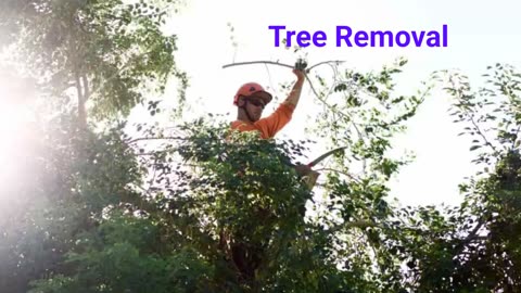 King's Tree Removal Service in Arizona