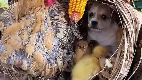 Funny dog video and chicken
