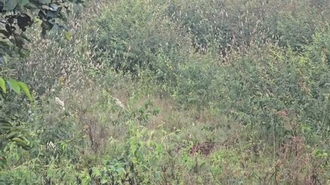 Birds in Field & Trees