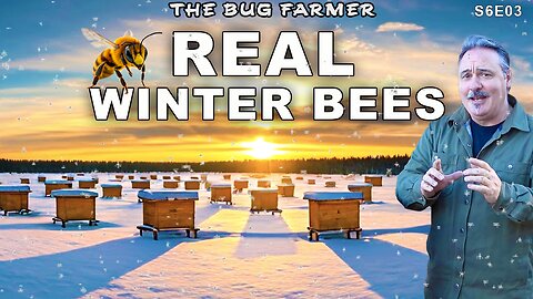 Real Winter Bees | Snow day in the apiary.