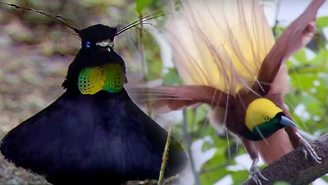 Bird Of Paradise Courtship Spectacle