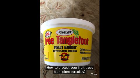 How to protect your plum,cherry,Apple,peach fruit trees from insect like plum curculios,ants