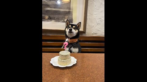 happy birthday my dog #viral #viralvideo #doglaver #catlaver