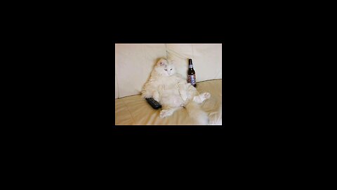 Chilled Cat Drinks A Beer