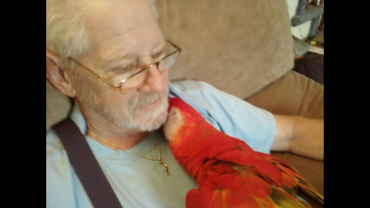 LOVE STRUCK BIRD FOLLOWS DADDY AROUND LIKE PUPPY 🦜 ❤️ 👨