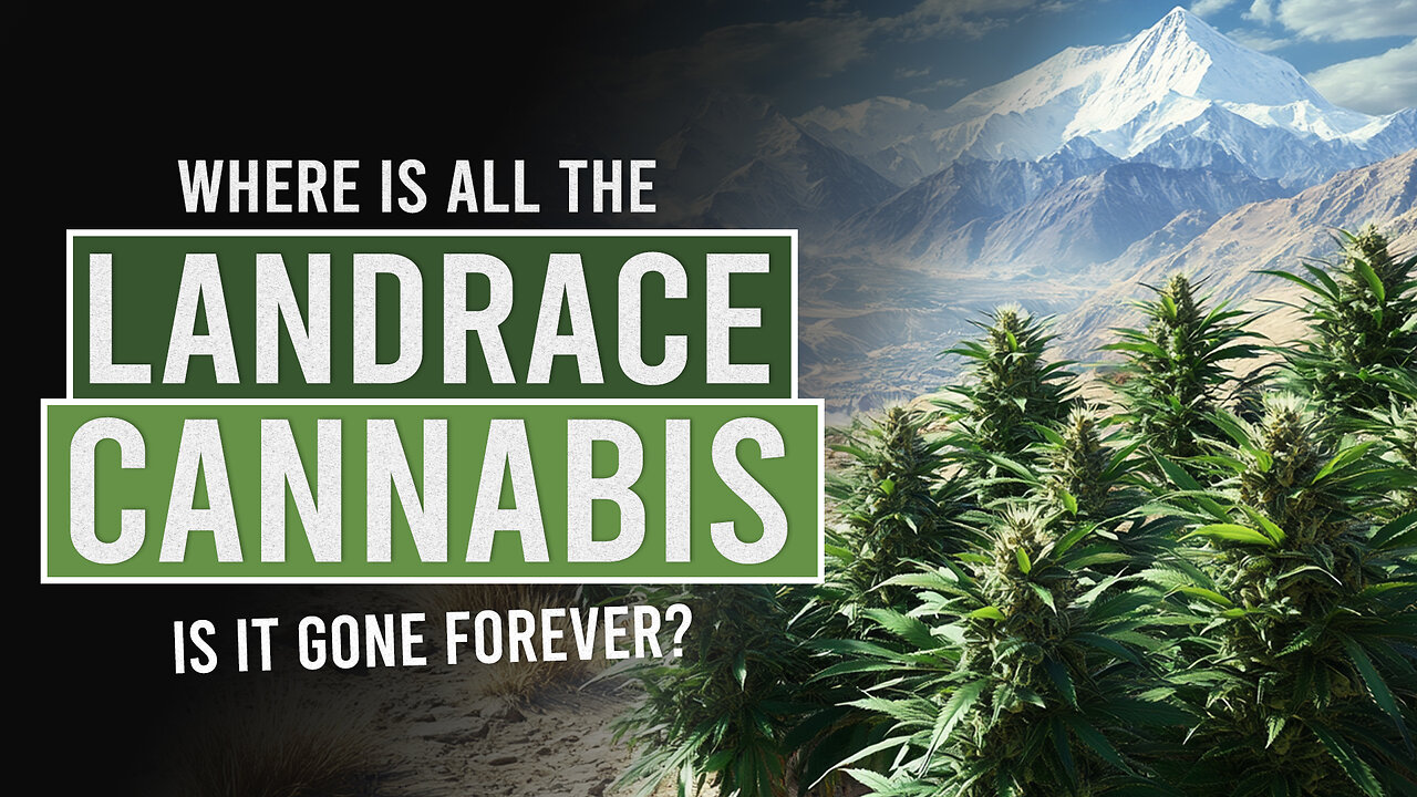 Are Landrace Strains Extinct?