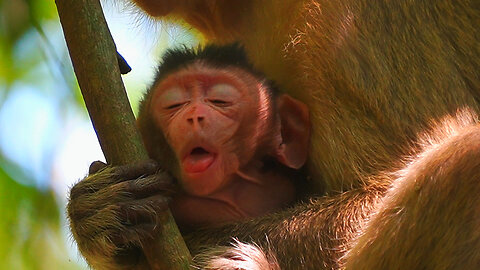 Oh No! Mom Elpida Hugging To Hard Baby MOnkey ERICA