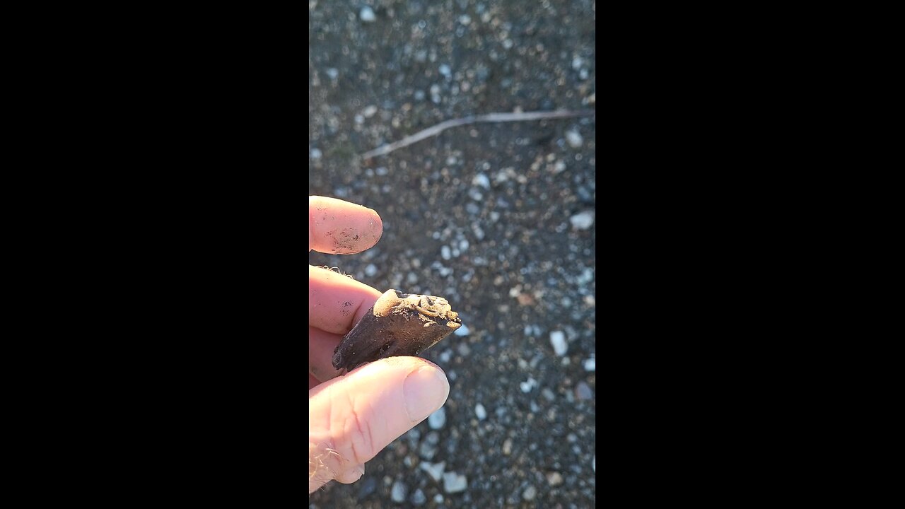 Spotting an old bison tooth on the gravel river bank.