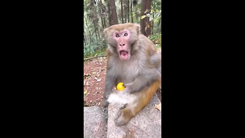 hungry monkey