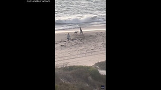 Dog And Kangaroo Duke It Out In Beachy Battle