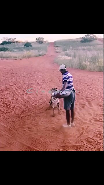 live wildlife indiana royal Bengals tiger called to feed by a man