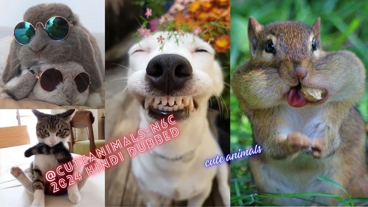 cute animals funny video trending shorts 🥰 #funnycomedyshort #cuteanimalsfunnyvideosshorts #funny