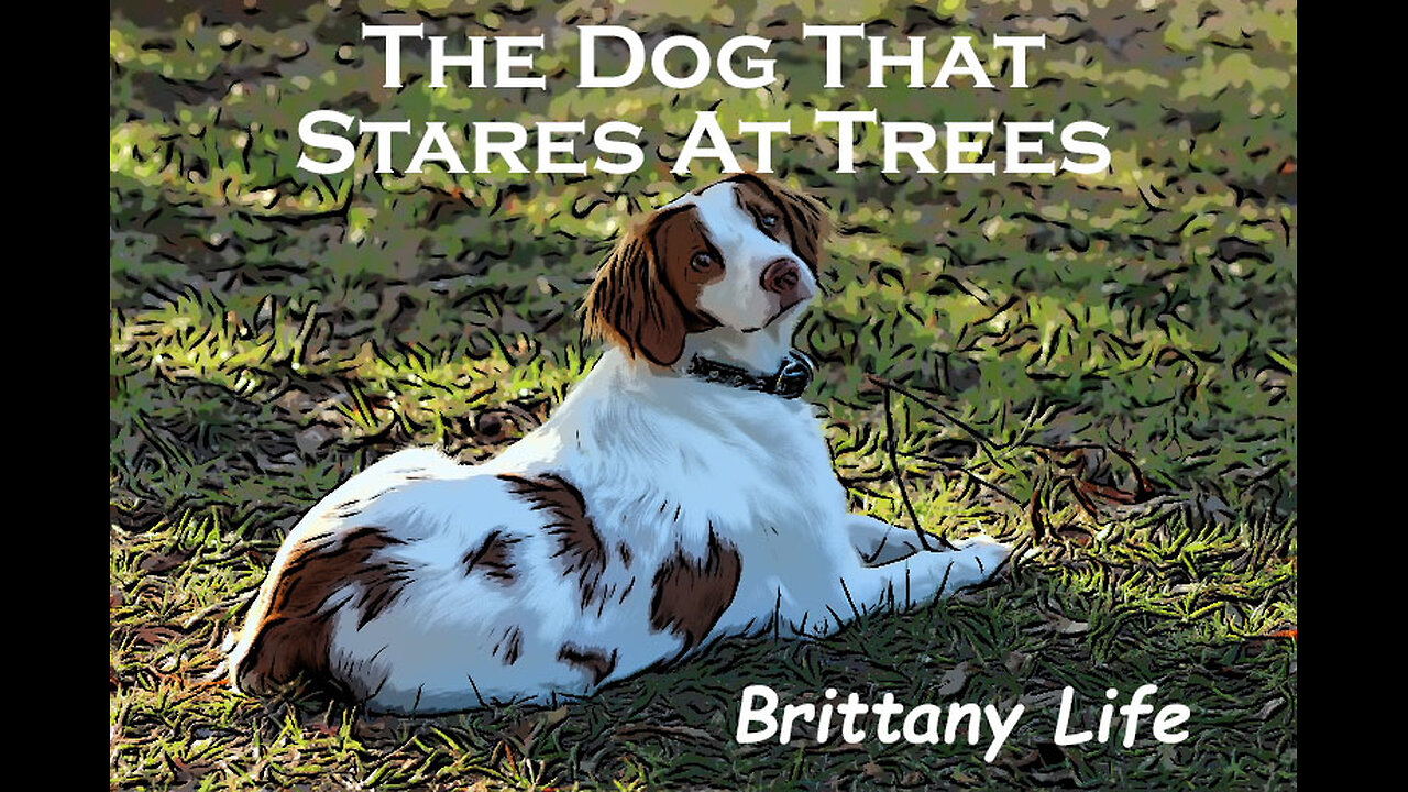 The Dog That Stares At Trees