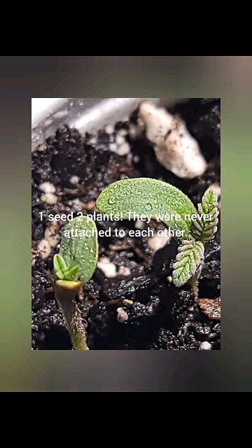 1 seed 2 seperate plants.