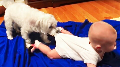 Funny Babies Playing with Dogs Compilation - Funny Baby and Pets |