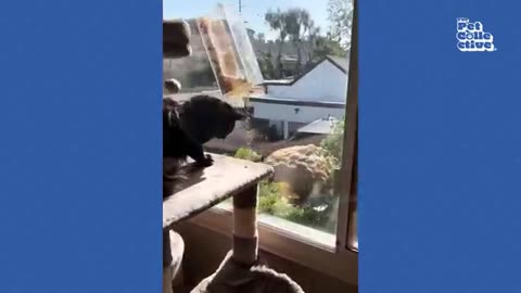 FUNNIEST Birds, Cats & Dogs! 🤣 Best 20 Minutes , Please Follow for more