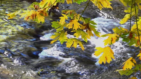 Hainging tree Leaves on river