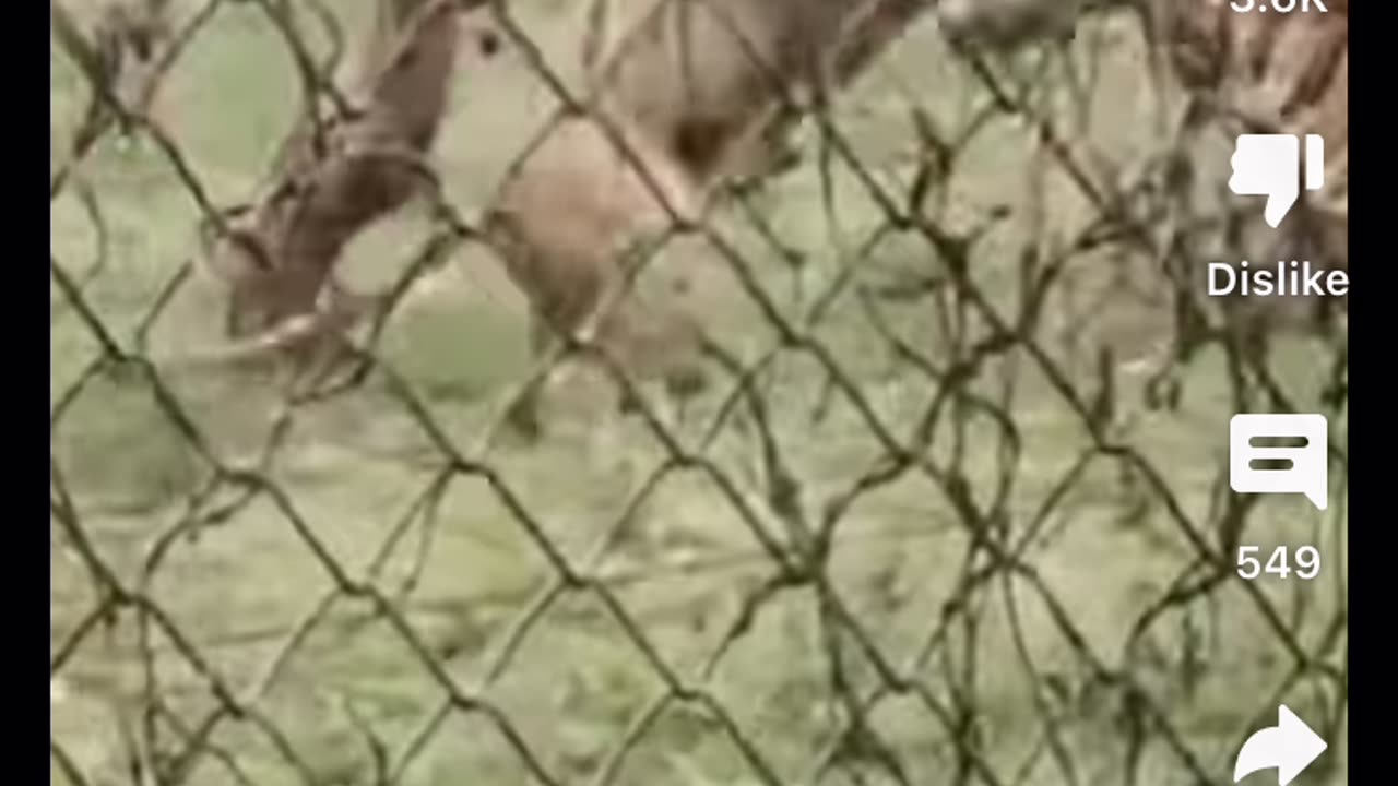 I was told the middle lion will always be the middle tiger, but this video says otherwise