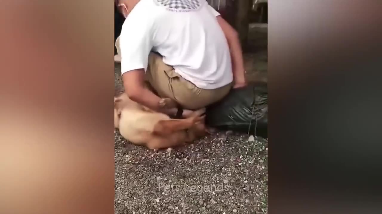 Funniest Animals 😂 New Funny Cats and Dogs Videos 😻🐶 Part 1