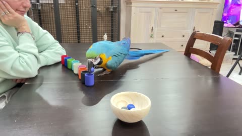 Parrot Plays Color Sorting Game