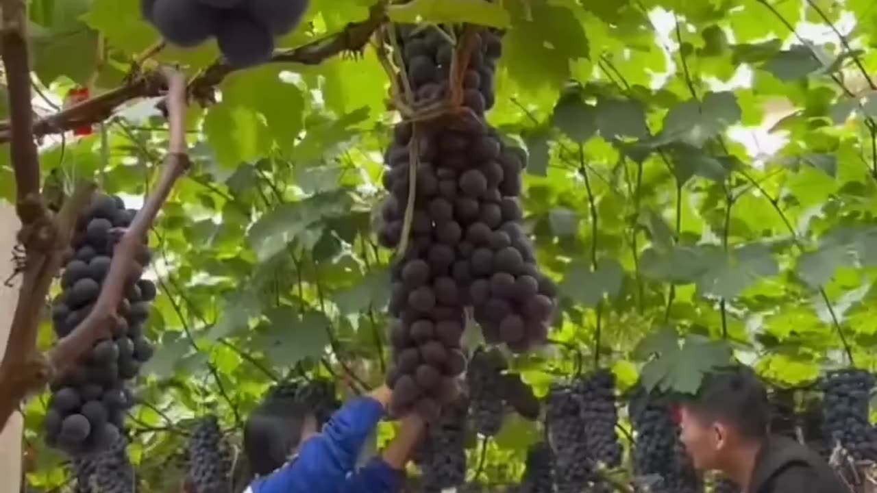 Grape harvest fresh