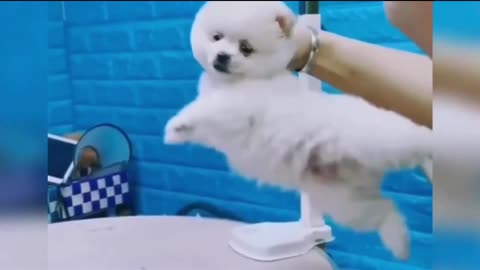 Puppy comedy scenes so cute videos puppy 😁😁