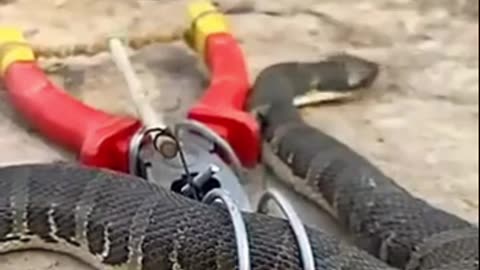 Dangerous snake