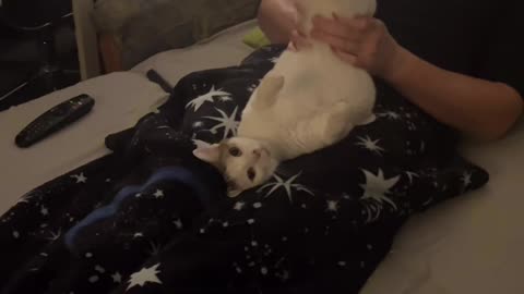 Owner Plays With Cat's Wiggly Legs