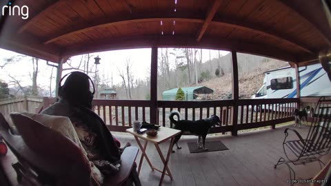 NW NC at The Treehouse. It got up to 67°F today Bonham and Annie doing zoomies this morning #ringtv