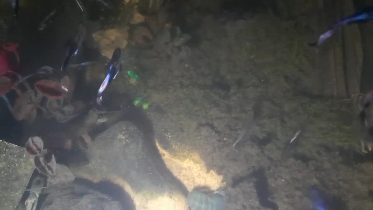 Relaxing Fish & Crayfish