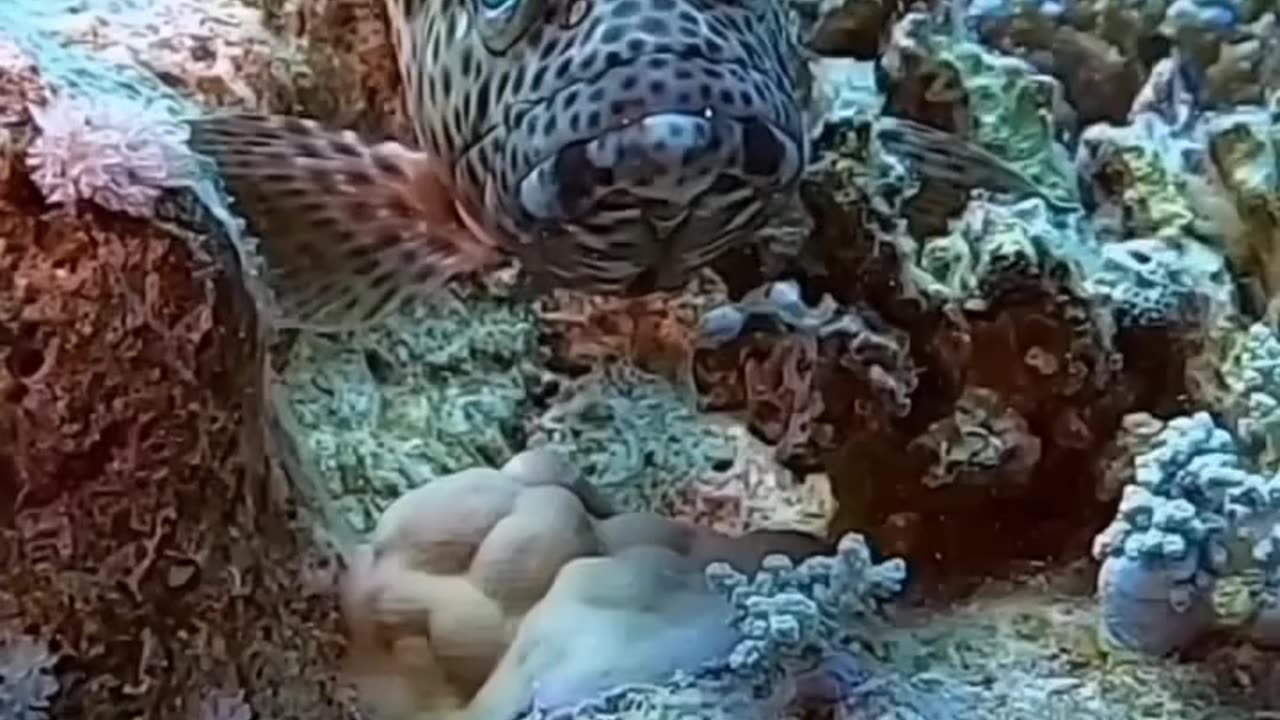 CORAL GROUPER BRIGHTLY & ALWAYS ON THE HUNT..BOTH A PREDATOR & A REEF BEAUTY