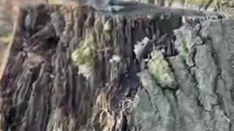 5 Hilarious Animal Moments That Outsmarted Humans on Camera!