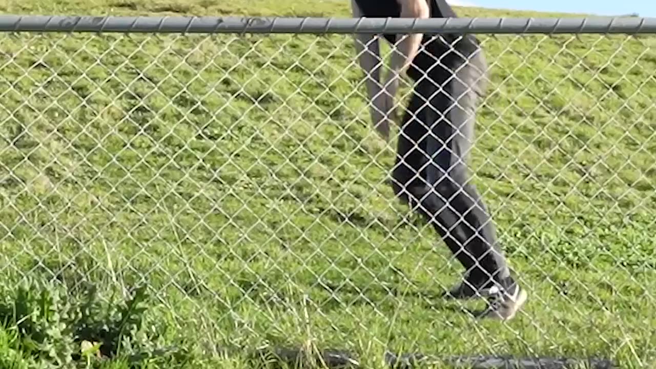 How Animals Get Over a Fence (With Emojis) 😂