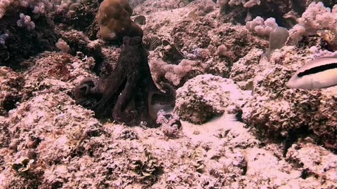 Octopus Grabs Diver's Hand