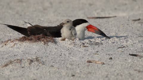 Adorable Black Skimmer Baby