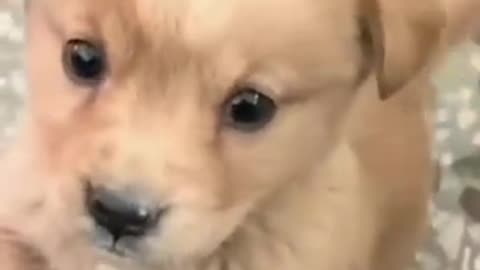 Cute dog