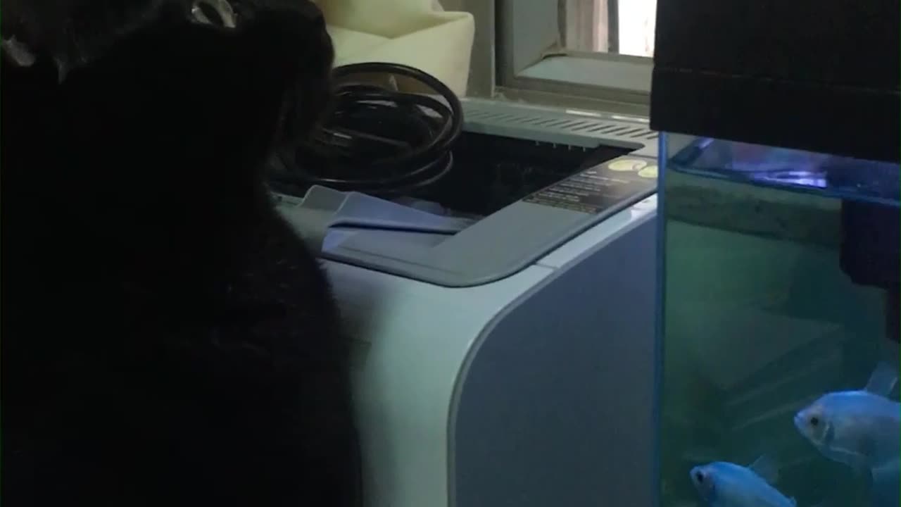 spoiled cat - Part 2