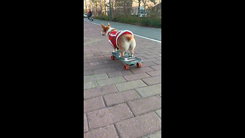 Mastering Skateboard Turns: Corgi’s Adorable Trick! 🛹🐶