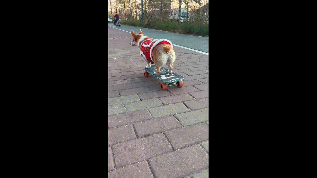 Mastering Skateboard Turns: Corgi’s Adorable Trick! 🛹🐶